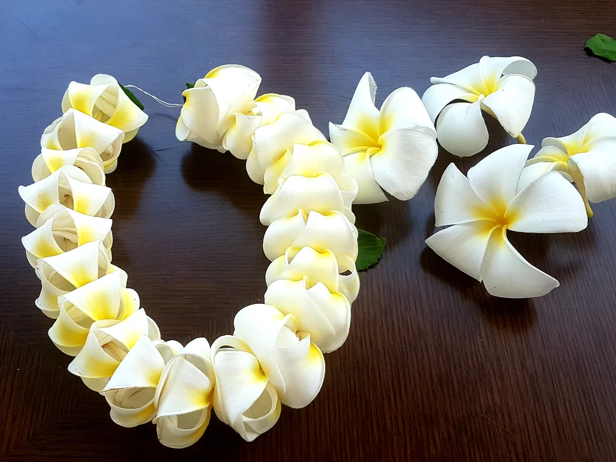A handmade plumeria flower lei laid out in a heart shape on a dark wooden table
